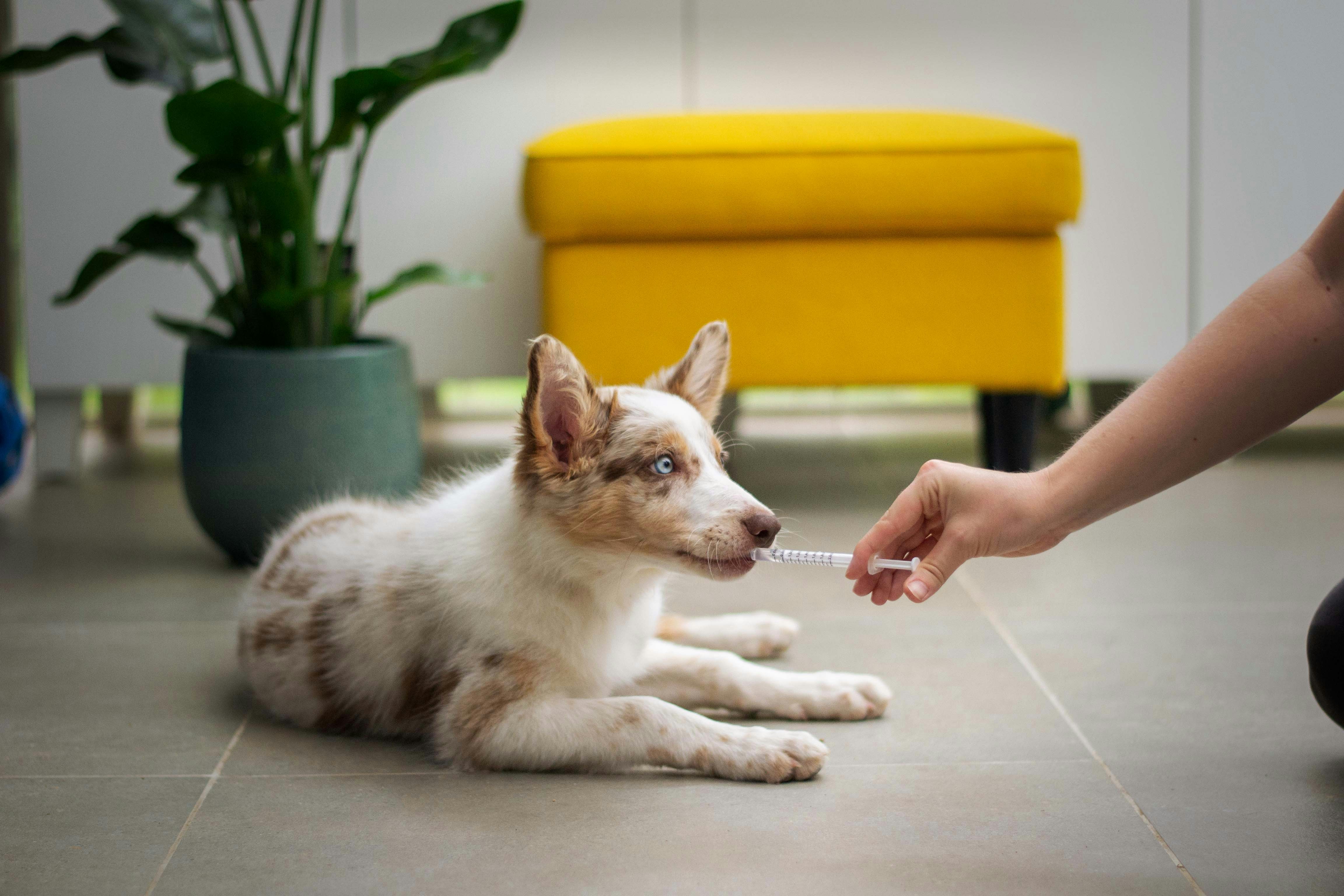 Pet Image